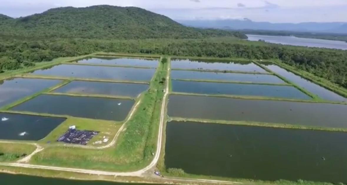 FAZENDA DE TILÁPIAS E CAMARÕES EM SÃO FRANCISCO DO SUL/SC